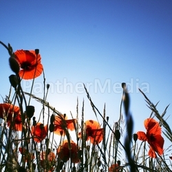 Mohn im Gegenlicht