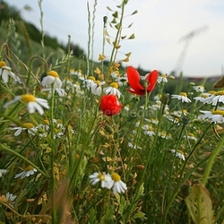 Blumenwiese