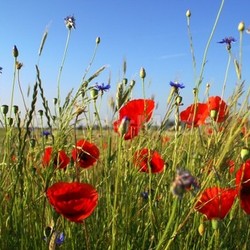 deep red poppies