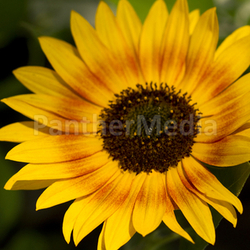 Sonnenblume in der Abendsonne
