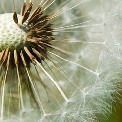 dandelion