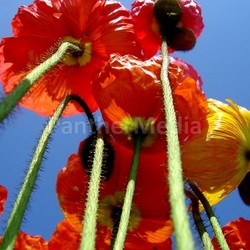 poppies