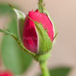 red bud of a rose