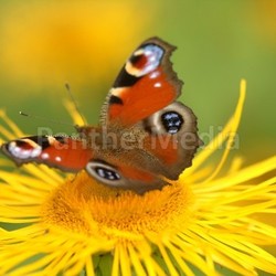 butterfly on flower 9