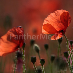 poppies