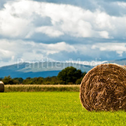hay bales in field against sky v3
