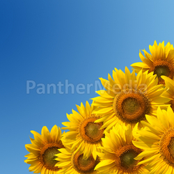 Sunflowers and clean blue sky