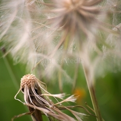 flower green plant withers flugsamen nature samenstand