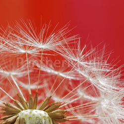 Dandelion seeds