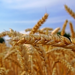 the gold farmers