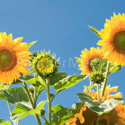 sunflowers on blue sky background 