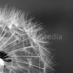 pusteblume southwest