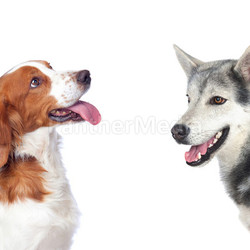 Couple of dogs with different races 