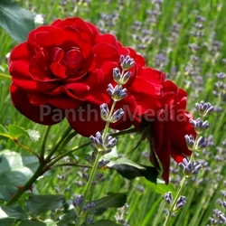 duftnote flavour scent romantic shine sunny serene