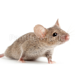 mouse isolated on white