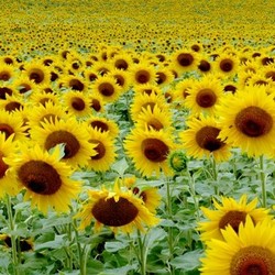 sunflower 1