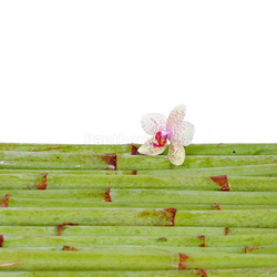 Hintergund bambus Orchidee