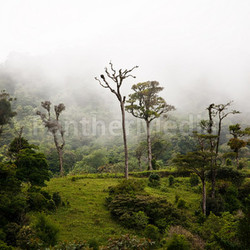 Epiphytes in Costa Rica
