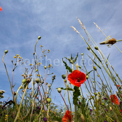 Mohnblumen auf Wiese