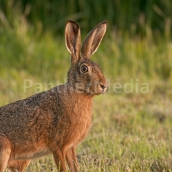 hare