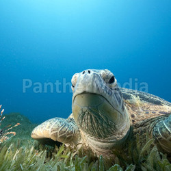 green turtle and sea grass