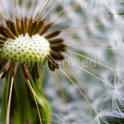 spread gardens pappus garden plant dandelion bloom