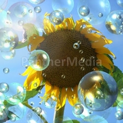 wet sunflower mirror firmament poster water refreshment