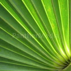 palm fronds