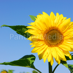sunflower sunflower