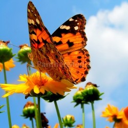 butterfliy