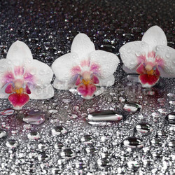 orchids