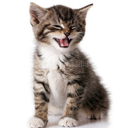 little kitten