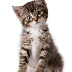 little kitten