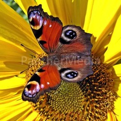 peacock on sunflower