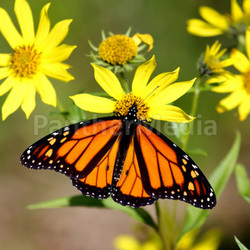 Monarch Butterfly (danaus plexippus) on Woodland Sunflowers