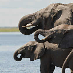 elephants at chobe river