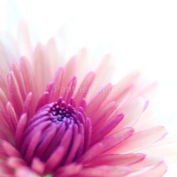 flower macro