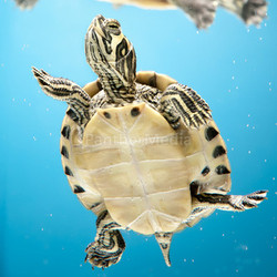 Yellow-Bellied Slider