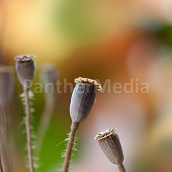 Herbstbild mit getrockneten Mohnkapseln