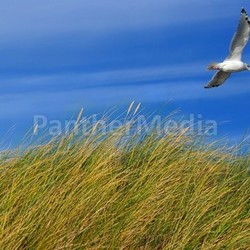 north sea dune grass with seagull
