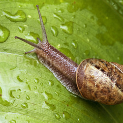 Snail moving in a Garden