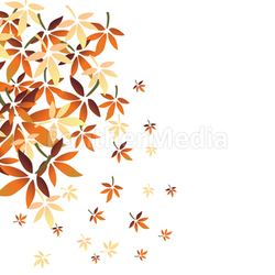 autumn leaves