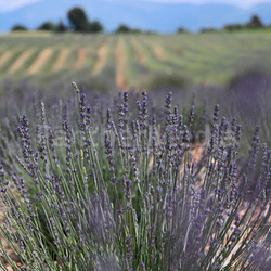 lavender field