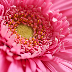 Gerbera flower