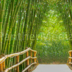 bamboo alley
