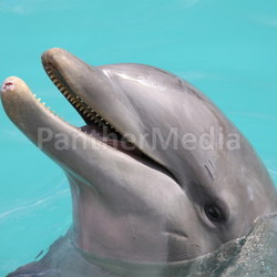 dolphin in closeup