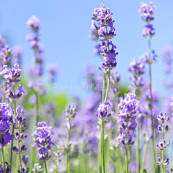 Lavender blooming in a garden