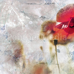 high-key poppies on ambient background