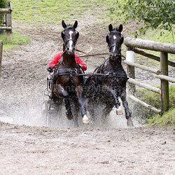 fahrsport sports wasserhindernis terrain horses hindrance pferdesport