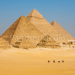 Camels Line Walk Pyramids All